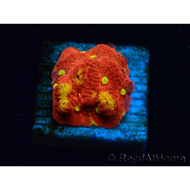 WYSIWYG - BigR Favia Inferno 3D10