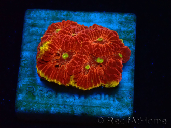 WYSIWYG - BigR Favia Inferno 3D12