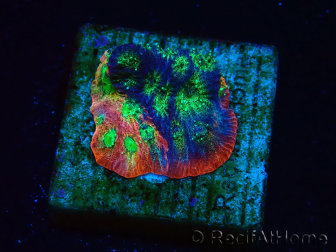 WYSIWYG - JF Favia Dayglo 3E5