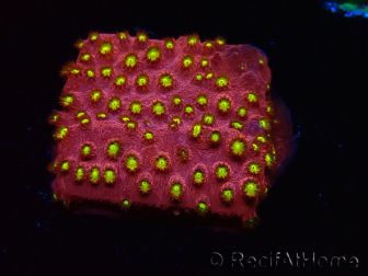 WYSIWYG - CB Cyphastrea Blingbling