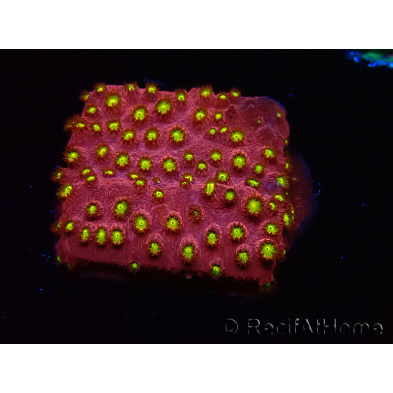 WYSIWYG - CB Cyphastrea Blingbling