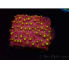 WYSIWYG - CB Cyphastrea Blingbling