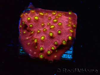 WYSIWYG - CB Cyphastrea Blingbling