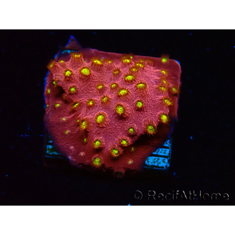 WYSIWYG - CB Cyphastrea Blingbling