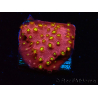 WYSIWYG - CB Cyphastrea Blingbling