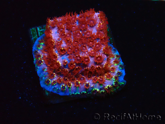 WYSIWYG - BigR Cyphastrea Skittles Bomb