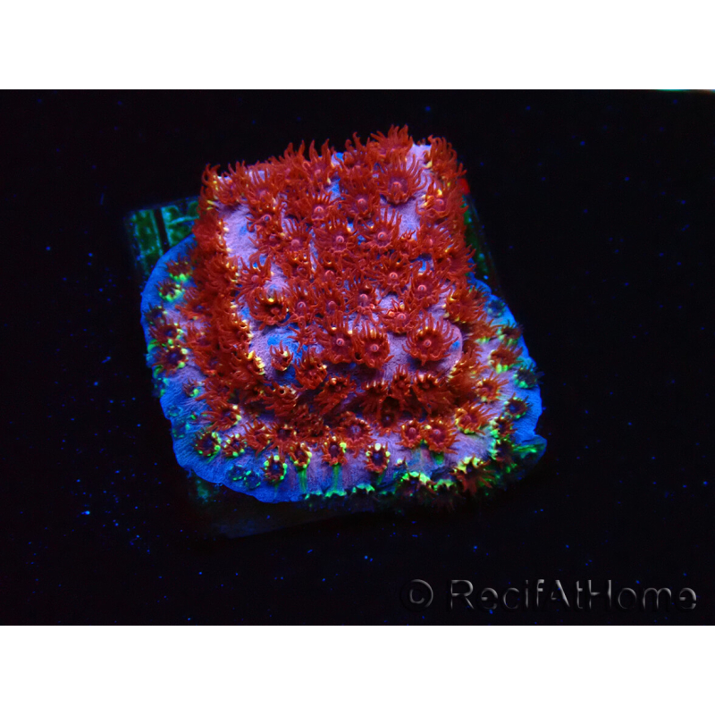 WYSIWYG - BigR Cyphastrea Skittles Bomb
