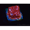 WYSIWYG - BigR Cyphastrea Skittles Bomb