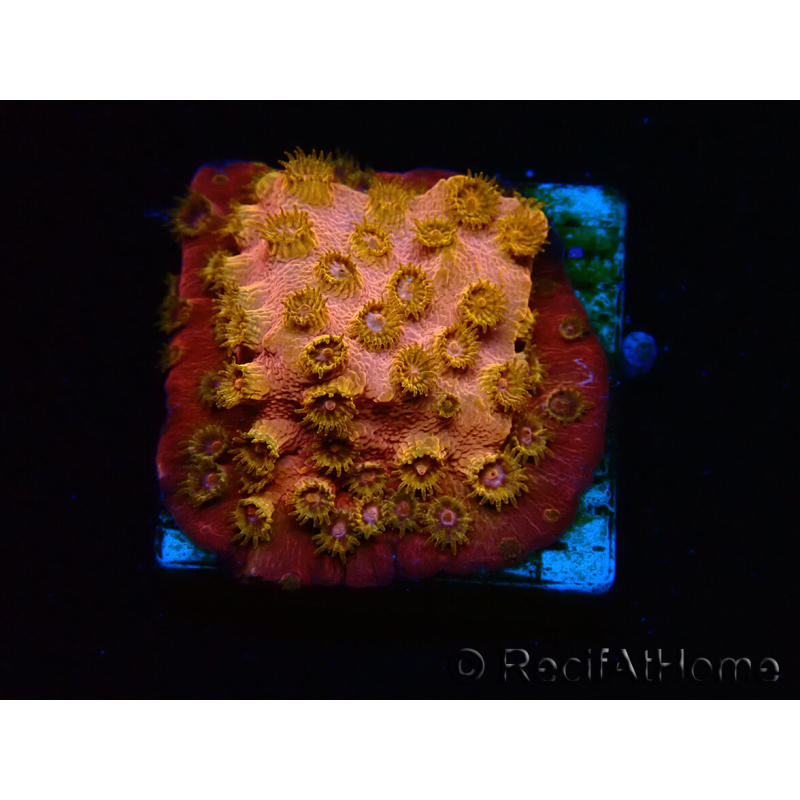 WYSIWYG - WWC Cyphastrea Copper head
