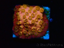 WYSIWYG - WWC Cyphastrea Copper head