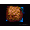 WYSIWYG - WWC Cyphastrea Copper head