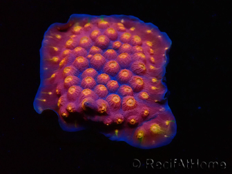 WYSIWYG - WWC Cyphastrea Rainbow Madness