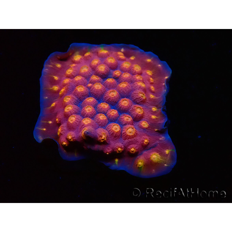 WYSIWYG - WWC Cyphastrea Rainbow Madness 3P6