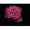 WYSIWYG - WWC Cyphastrea Rainbow Madness