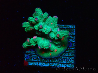 WYSIWYG - RAH Cyphastrea decadia Green 3P7