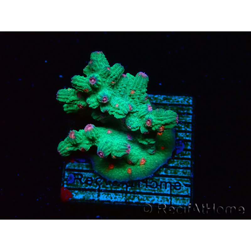 WYSIWYG - RAH Cyphastrea decadia Verde