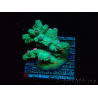 WYSIWYG - RAH Cyphastrea decadia Grün