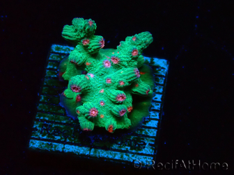 WYSIWYG - RAH Cyphastrea decadia Grün