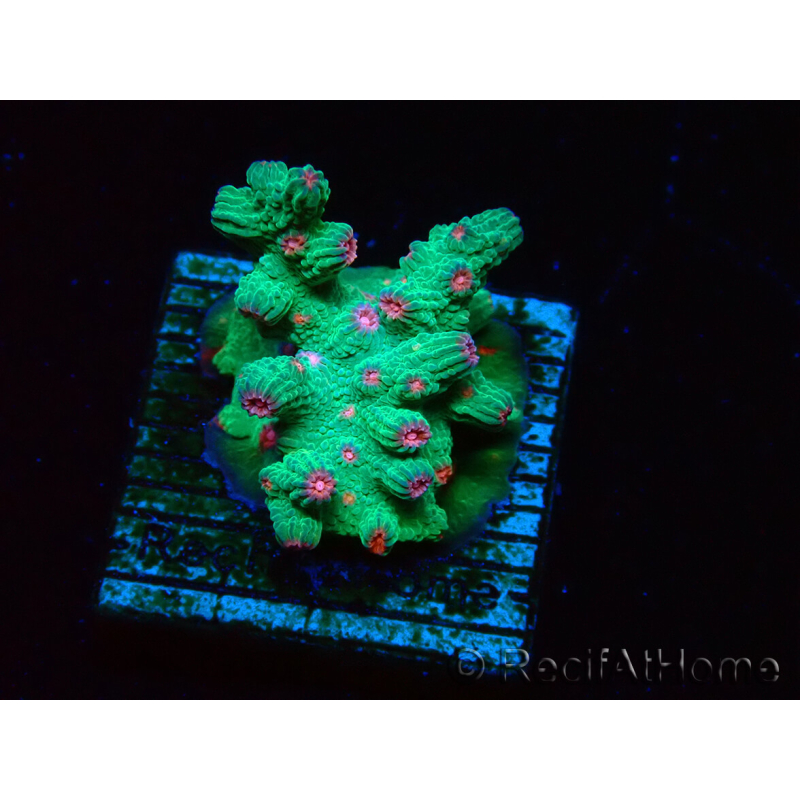 WYSIWYG - RAH Cyphastrea decadia Green