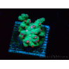 WYSIWYG - RAH Cyphastrea decadia Verde