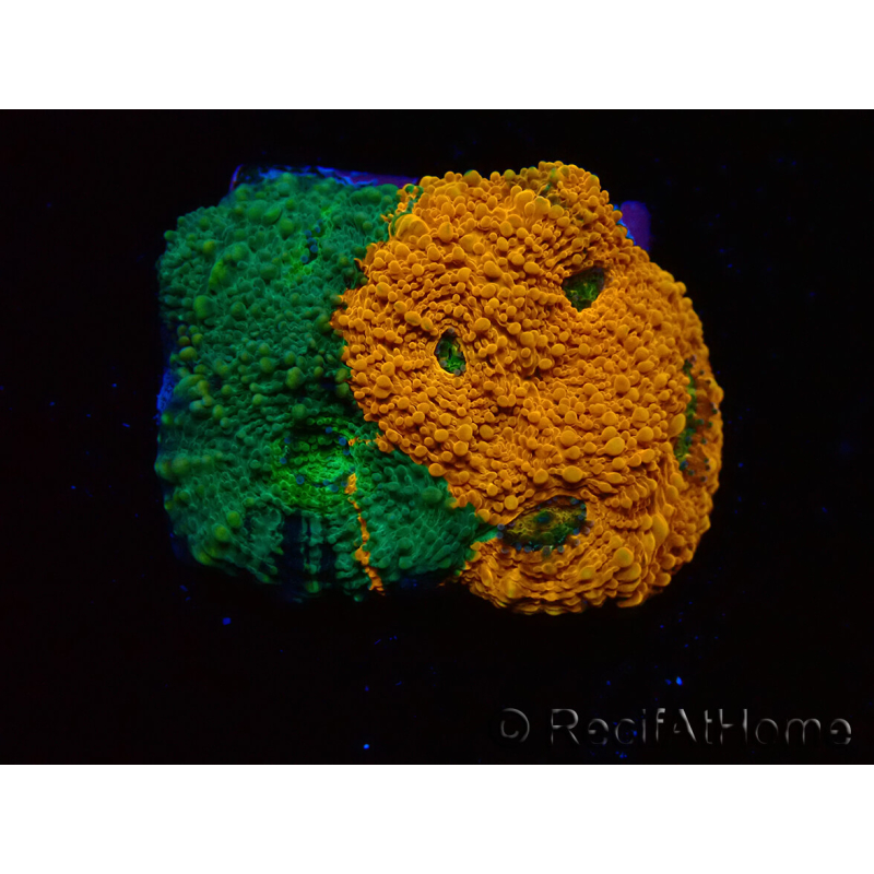 WYSIWYG - RAH Acanthastrea echinata Rainbow 3Q1