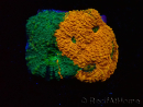 WYSIWYG - RAH Acanthastrea echinata Rainbow