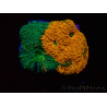 WYSIWYG - RAH Acanthastrea echinata Rainbow 3Q1