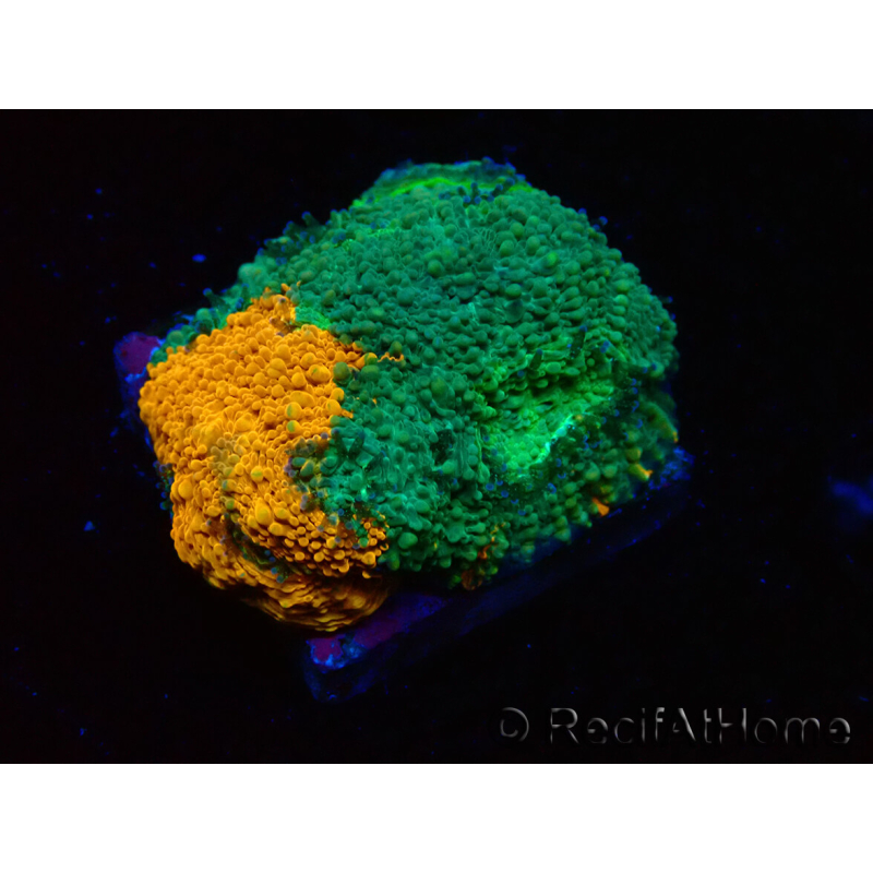 WYSIWYG - RAH Acanthastrea echinata Rainbow