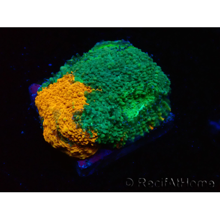 WYSIWYG - RAH Acanthastrea echinata Rainbow 3Q2
