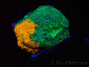WYSIWYG - RAH Acanthastrea echinata Rainbow