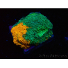 WYSIWYG - RAH Acanthastrea echinata Rainbow