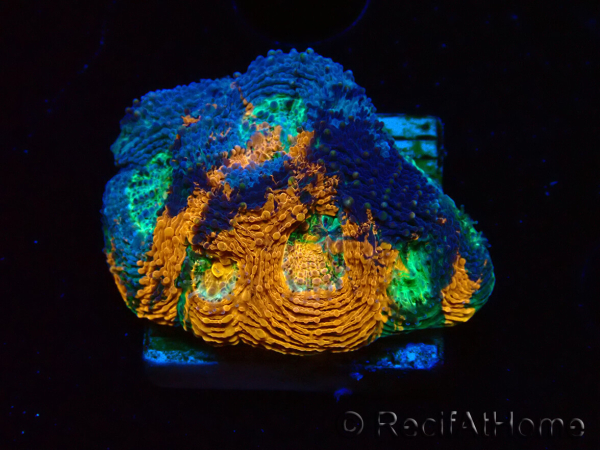 WYSIWYG - BigR Acanthastrea echinata Gum Drop