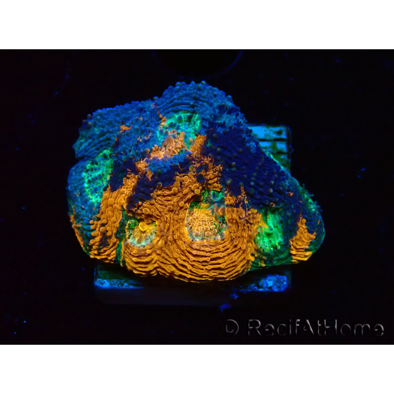 WYSIWYG - BigR Acanthastrea echinata Gum Drop 3Q5
