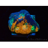 WYSIWYG - BigR Acanthastrea echinata Gum Drop