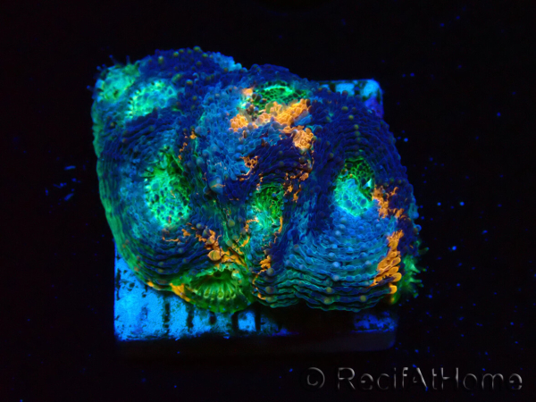 WYSIWYG - BigR Acanthastrea echinata Gum Drop