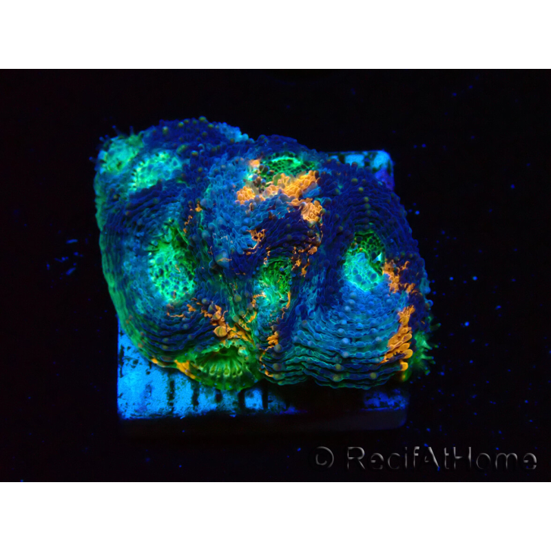 WYSIWYG - BigR Acanthastrea echinata Gum Drop 3Q6