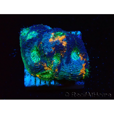 WYSIWYG - BigR Acanthastrea echinata Gum Drop