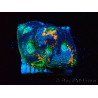 WYSIWYG - BigR Acanthastrea echinata Gum Drop 3Q6