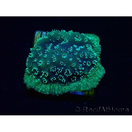 WYSIWYG - RAH Pavona maldivensis Green