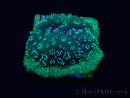 WYSIWYG - RAH Pavona maldivensis Green