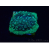 WYSIWYG - RAH Pavona maldivensis Verde