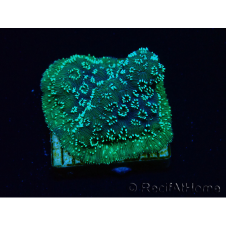 WYSIWYG - RAH Pavona maldivensis Green