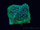 WYSIWYG - RAH Pavona maldivensis Green