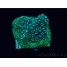 WYSIWYG - RAH Pavona maldivensis Green