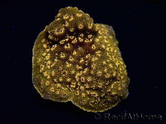 WYSIWYG - RAH Pavona maldivensis Orange 3C8