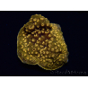 WYSIWYG - RAH Pavona maldivensis Orange