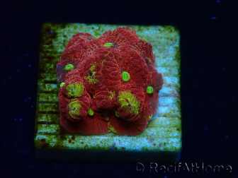WYSIWYG - BigR Favia Inferno 3D10