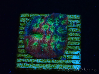 WYSIWYG - JF Favia Dayglo 3E4