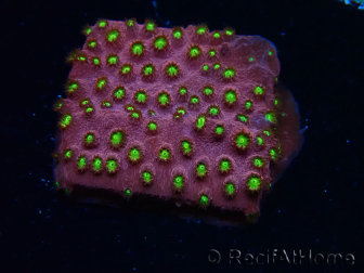 WYSIWYG - CB Cyphastrea Blingbling