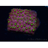 WYSIWYG - CB Cyphastrea Blingbling